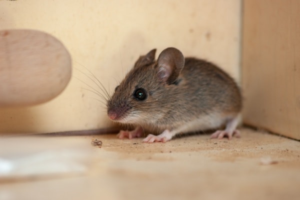 Мышь в квартире